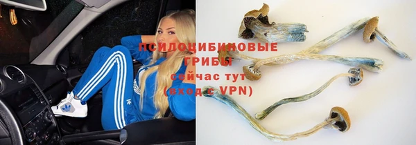 прущие грибы Алзамай
